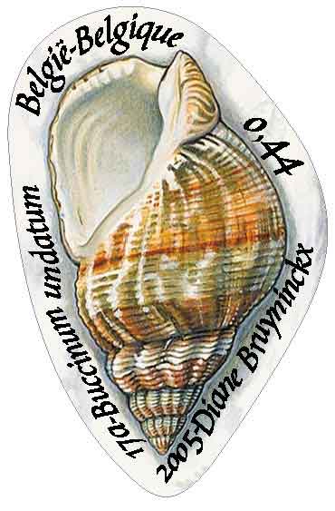 Buccinum undatum